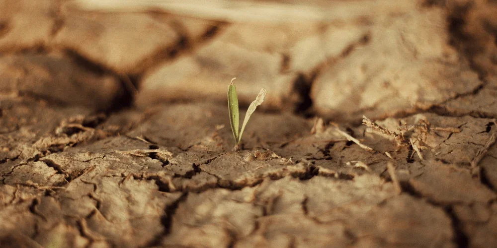 Deutschlands Landwirtschaft kämpft gegen Rekordtrockenheit