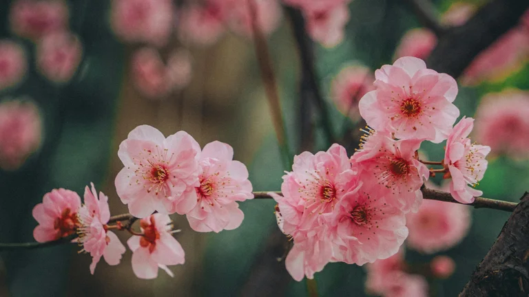 Iconic Cherry Blossom Scenes in K-Dramas That Captivate Fans